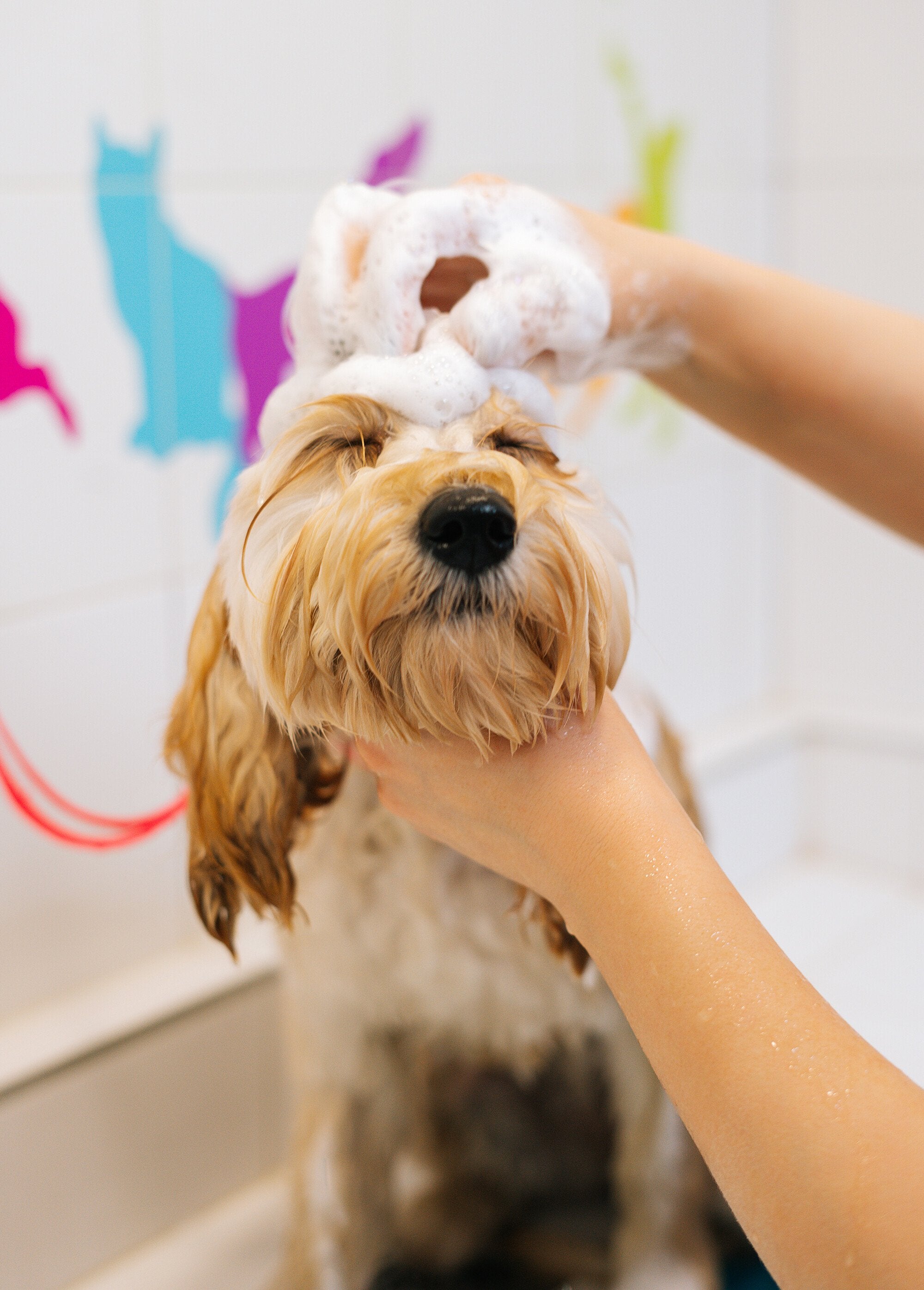 Shampoo_for_dogs_with_delicate_skin_White_DE1_slim
